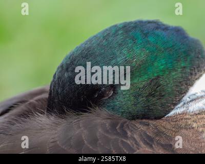 Detaillierter Kopfschuss der männlichen Stockenten beim Testen mit dem in Federn verborgenen Schnabel. Nahaufnahme eines in der Natur ruhenden Vogels vor grünem Hintergrund Stockfoto