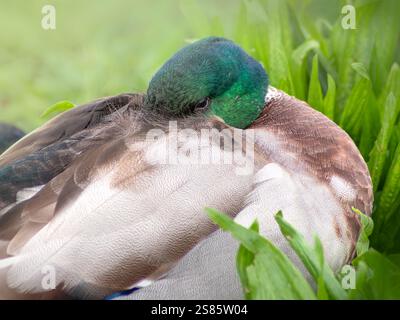 Detaillierter Kopfschuss der männlichen Stockenten beim Testen mit dem in Federn verborgenen Schnabel. Nahaufnahme eines in der Natur ruhenden Vogels vor grünem Hintergrund Stockfoto