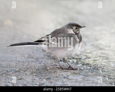 Porträt von Wagtail, der auf dem Boden vor einem verschwommenen Hintergrund der Stadtstraße steht Stockfoto