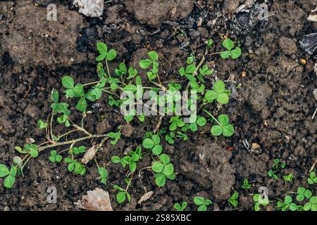 Weiße Klee kriecht im Gartenbeet Stockfoto
