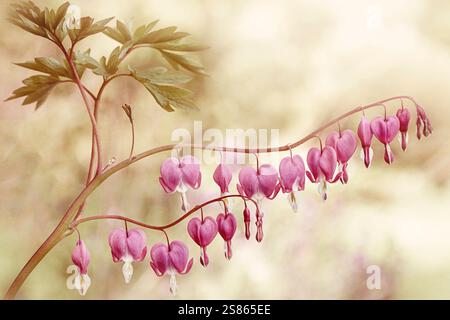Nahaufnahme, getöntes Bild der wunderschönen rosa Blüten von Dicentra, zusammen bekannt als die blutenden Herzen. Stockfoto