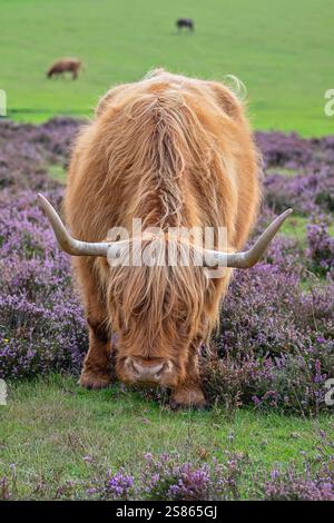Wunderschöne Hochlandkühe, die inmitten der violetten Heidekraut im New Forest National Park, Hampshire, Großbritannien, weidet Stockfoto
