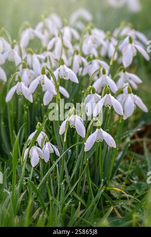 Schöner Frühling, weiße Galanthus Nivalis Schneeglöckchen in sanfter Sonne Stockfoto