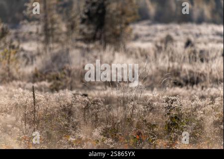 Künstlerischer abstrakter Naturhintergrund mit Frost auf Waldpflanzen und Grashalmen, Schönheit der lettischen Natur Stockfoto