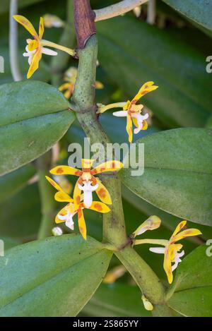 Vertikale Nahaufnahme von orange-gelben und weißen Blüten und Blättern der im tropischen Garten blühenden epiphytischen Orchideenart Trichoglottis cirrhifera Stockfoto
