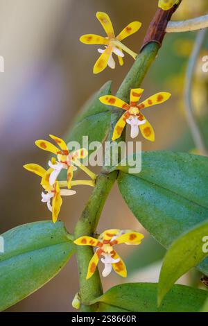 Vertikale Nahaufnahme von orange-gelben und weißen Blüten und Laub tropischer epiphytischer Orchideenarten Trichoglottis cirrhifera, die draußen blühen Stockfoto