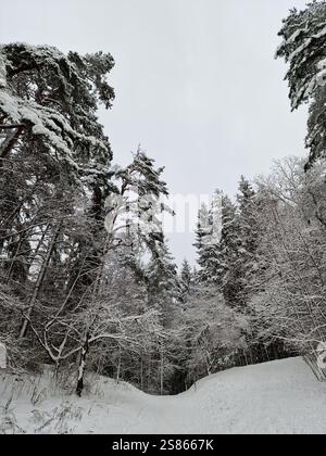 Wilde Winterwälder, hohe, schneebedeckte Bäume und Fichten, ein kleiner Weg durch den Schnee Stockfoto