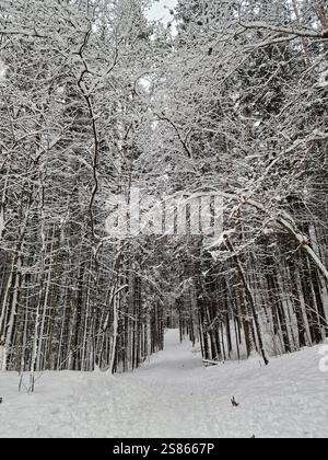Wilde Winterwälder, hohe, schneebedeckte Bäume und Fichten, ein kleiner Weg durch den Schnee Stockfoto