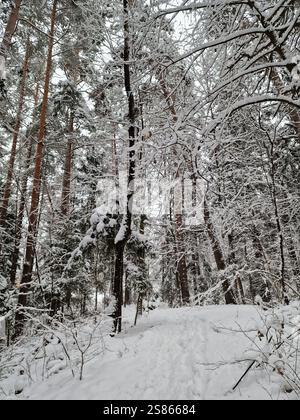 Wilde Winterwälder, hohe, schneebedeckte Bäume und Fichten, ein kleiner Weg durch den Schnee Stockfoto