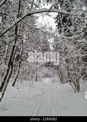 Wilde Winterwälder, hohe, schneebedeckte Bäume und Fichten, ein kleiner Weg durch den Schnee Stockfoto