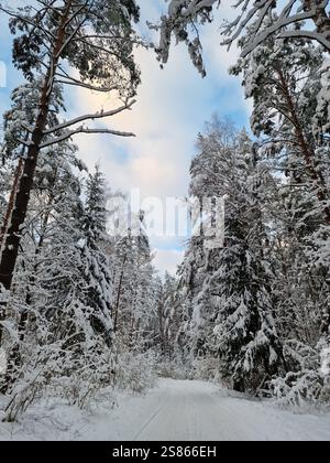 Schneebedeckte Straße im Nadelwald am sonnigen Wintermorgen nach Schneefall Stockfoto