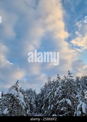 Schneebedeckte Fichten unter blauem Himmel und Wolken. Malerische und herrliche winterliche Szene Stockfoto