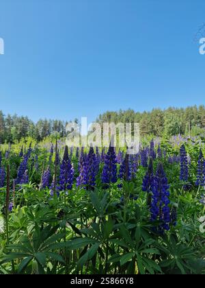 Lebhaftes Sommerfeld mit Lupinenblüten in voller Blüte, violetten Tönen. Blumen in grünem Laub vor blauem Himmel, ein Gefühl von Überfluss, natürliche Schönheit Stockfoto