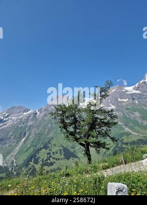 Einsamer Baum an einem Berg, umgeben von üppigem Grün und lebendigen Wildblumen. Im Hintergrund majestätische Berge, blauer Himmel Stockfoto