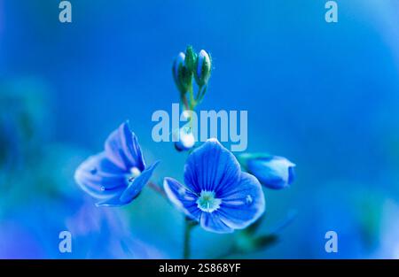 Gamander-Ehrenpreis Stockfoto