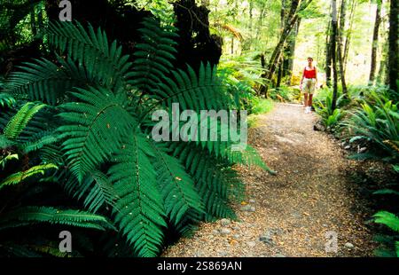 Frau, die einen Weg im Farnwald geht Stockfoto