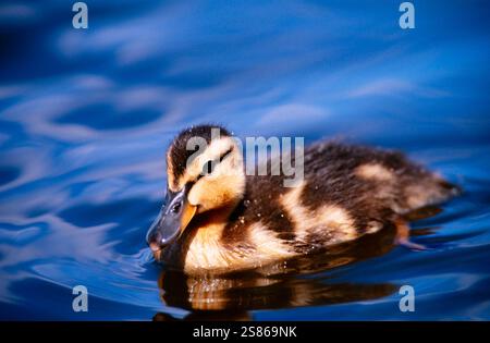 Juvenile Stockenten Stockfoto