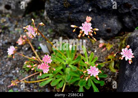 Siskiyou lewisia (Lewisia cotyledon) ist eine mehrjährige Pflanze, die in den alpinen Gebieten der westlichen USA (Oregon und Kalifornien) beheimatet ist. Stockfoto