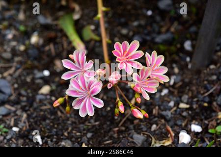 Siskiyou lewisia (Lewisia cotyledon) ist eine mehrjährige Pflanze, die in den alpinen Gebieten der westlichen USA (Oregon und Kalifornien) beheimatet ist. Stockfoto