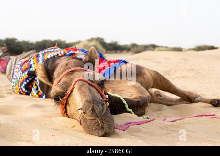 Junge blonde Frau mit einem Schal, die neben Kamelen in der Wüste Thar bei Jaisalmer in Rajasthan, Indien, sitzt. Stockfoto