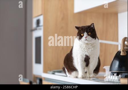 Wunderschöne britische Kurzhaarkatze auf Küchentisch, gelbe Augen Stockfoto