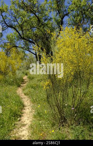Spanische Ginster und wilde Blumen auf einem Hügel im Sierra Subbetica Naturpark im Frühjahr, Carcabuey, Provinz Cordoba, Andalusien, Spanien Stockfoto