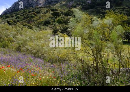 Wildblumenwiesen auf einem Hügel im Frühling, Naturpark La Sierra Subbetica, Provinz Cordoba, Andalusien, Spanien Stockfoto