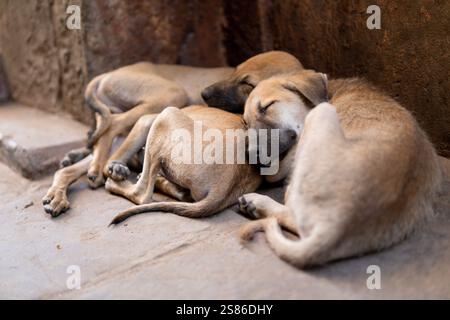 Drei süße streunende Welpen schlafen aufeinander auf der Straße in Varanasi, Indien Stockfoto