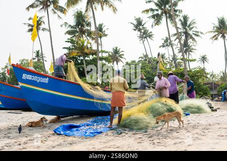 KERALA, INDIEN - 18. APRIL 2024: Indische Fischer ziehen Fischernetze in der Nähe der traditionellen Holzboote am Marari-Strand. Stockfoto