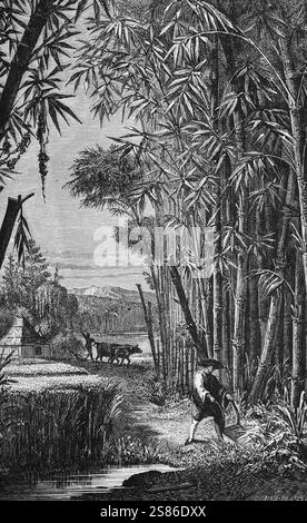 Bambushain in einer japanischen Landschaft, Japan, Reise um die Welt, historische Illustration 1887 Stockfoto