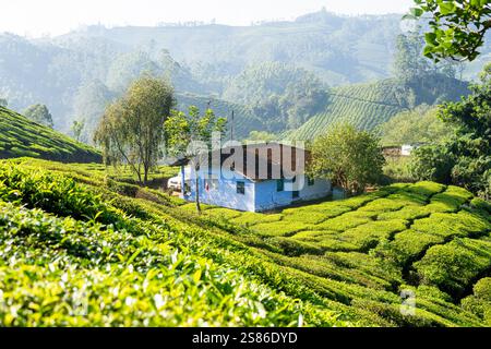 Panoramablick über Munnar hügelige Teeplantagen bei Sonnenaufgang in Kerala, Indien. Nebelberge im Hintergrund. Stockfoto