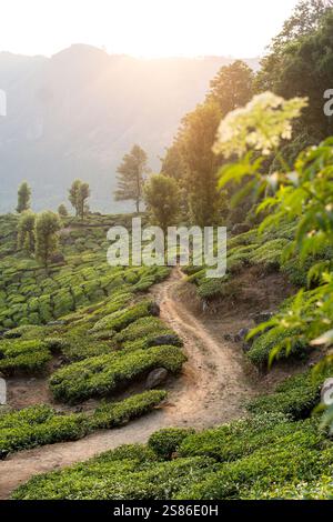 Panoramablick über Munnar hügelige Teeplantagen bei Sonnenaufgang in Kerala, Indien. Nebelberge im Hintergrund. Stockfoto