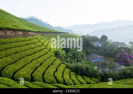 Panoramablick über Munnar hügelige Teeplantagen bei Sonnenaufgang in Kerala, Indien. Nebelberge im Hintergrund. Stockfoto