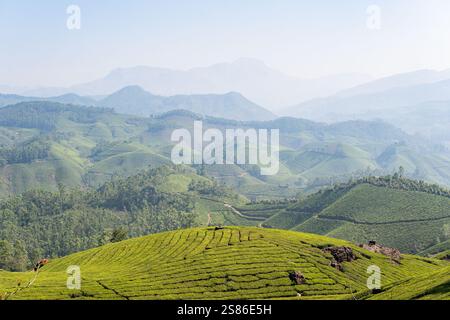 Panoramablick über Munnar hügelige Teeplantagen bei Sonnenaufgang in Kerala, Indien. Nebelberge im Hintergrund. Stockfoto