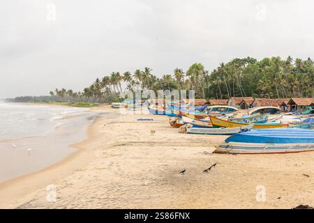 KERALA, INDIEN - 18. APRIL 2024: Indische Fischer ziehen Fischernetze in der Nähe der traditionellen Holzboote am Marari-Strand. Stockfoto