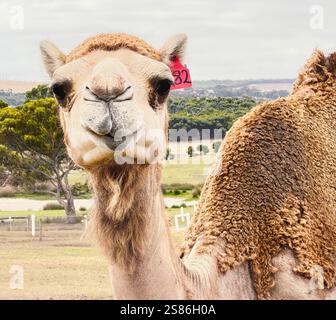 Nahaufnahme eines Kamelgesichts mit detaillierten Details Stockfoto