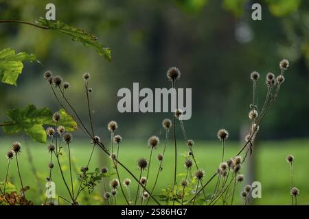 Getrocknete Klettendistel (Carduus personata), Münsterland, Nordrhein-Westfalen, Deutschland, Europa Stockfoto
