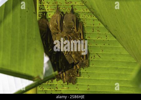 Pallas-Blumenfledermaus oder Spitzzunge-Fledermaus (Glossophaga soricina) Fledermaus (Microchiroptera), Guanacaste, Costa Rica, Mittelamerika Stockfoto