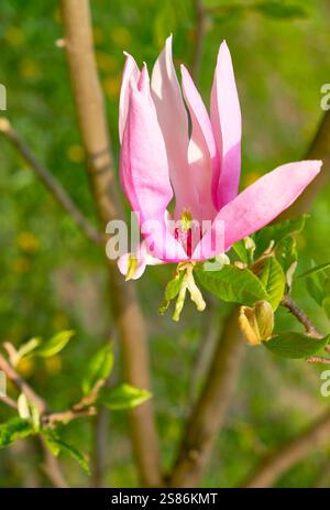Close-up Rosa Magnolie eines grünen Frühlingsparks. Unschärfe und selektiver Fokus. Verschwommen Stockfoto
