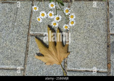 Blühende schöne bunte Gänseblümchen Blumen im Blick Stockfoto