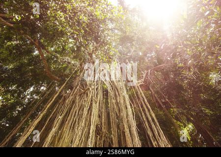 Lange nachlaufende Luftwurzeln oder zufällige Wurzeln auf einem Baum in Bali Indonesien, von unten gesehen, mit Blick auf das grüne Baldachin darüber Stockfoto