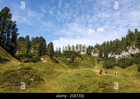 Rinderherde, die auf der Weide in den österreichischen Alpen ruhen und Gras weiden Stockfoto
