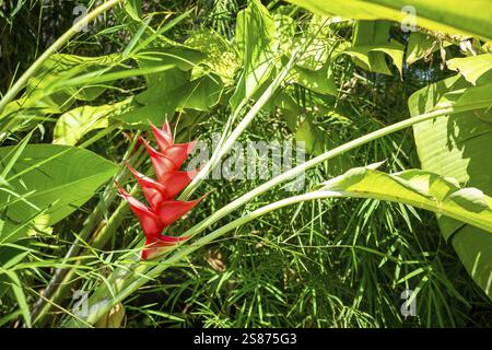 Bunte rote Blume auf einer Bromelienpflanze in einem üppig grünen Garten mit dichter Vegetation aus nächster Nähe Stockfoto