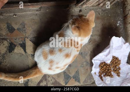 Katzen essen Futter Stockfoto