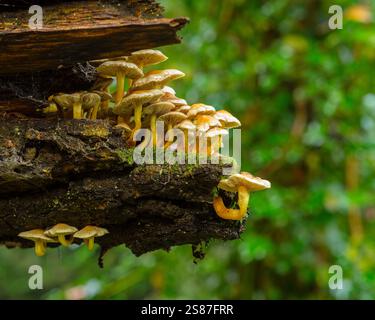 Sulphur Tuft oder geclusterte Woodlover-Pilze (Hypholoma fasciculare) auf einem gefallenen Baum im Wald am Southampton Common. Stockfoto