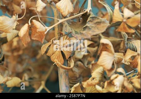 Nahaufnahme getrockneter Hortensie-Blüten im Winter Stockfoto