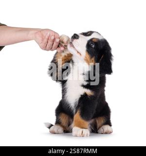 Der niedliche Berner-Berg-Hündchen sitzt nach vorne. Eine Pfote hoch in der menschlichen Hand. Isoliert auf weißem Hintergrund. Stockfoto