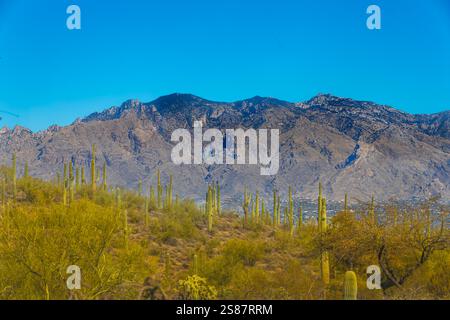 Dieses Foto fängt die raue Schönheit von Tucson, Arizona, mit seiner dramatischen Berglandschaft am Horizont ein. Saguaro-Kakteen Stockfoto