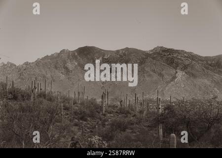 Dieses Foto fängt die raue Schönheit von Tucson, Arizona, mit seiner dramatischen Berglandschaft am Horizont ein. Saguaro-Kakteen Stockfoto
