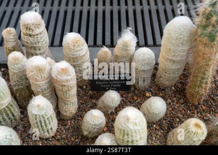 Ein weier, haariger, flauschiger Kaktus im Garten Stockfotografie - Alamy